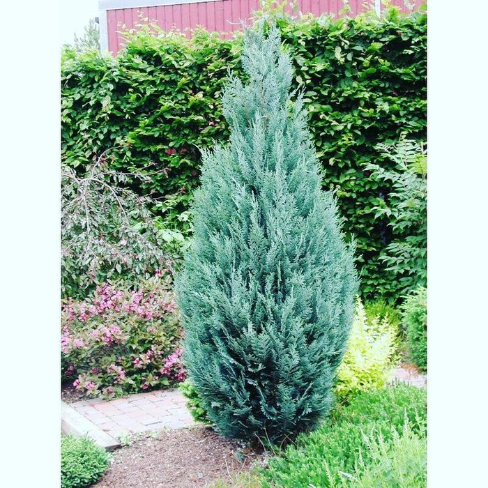 Голубая Ель и Ассорти