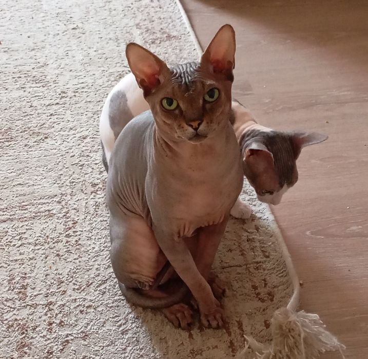 Мальчик, канадский сфинкс, Алматы