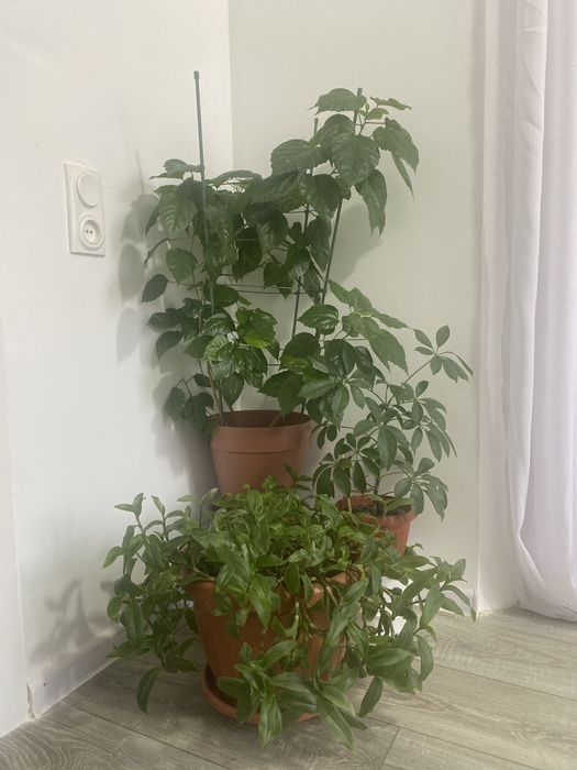 Цветы домашние цветущие