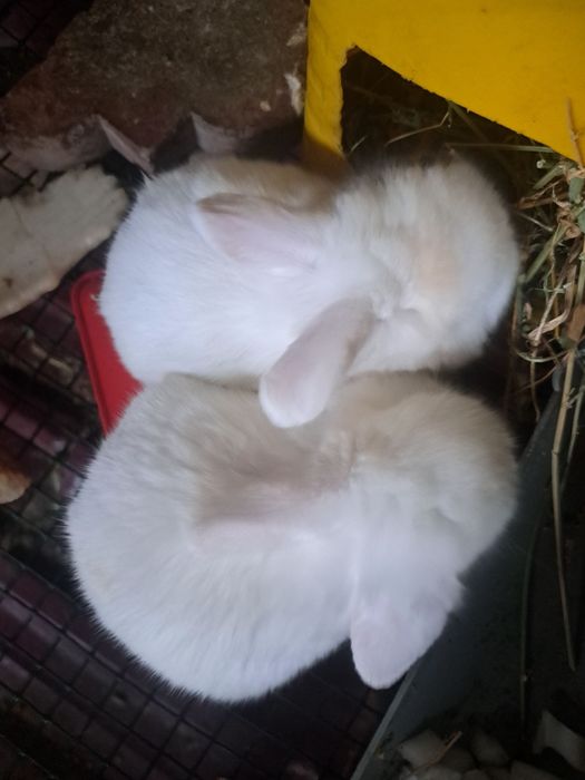 Qayonlar sotiladi karlik baran