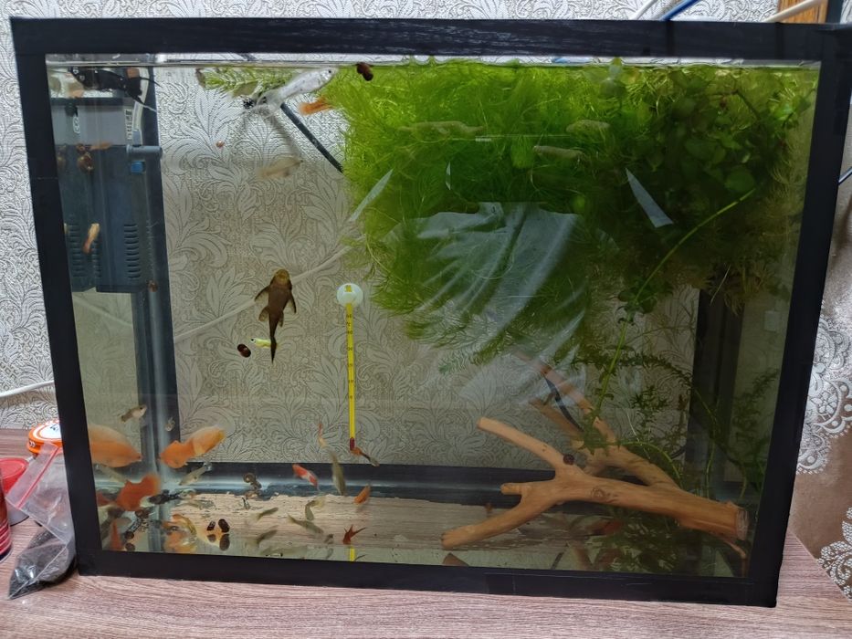 Продам аквариумных рыбок, разных