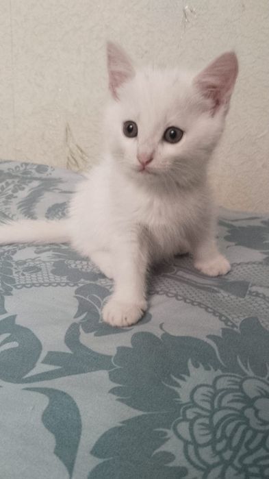 Продам породистого котенка.