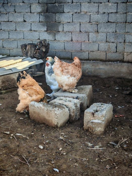 Joja ochirish uchun Damashni tovuq tuxumlari  sotiladii.