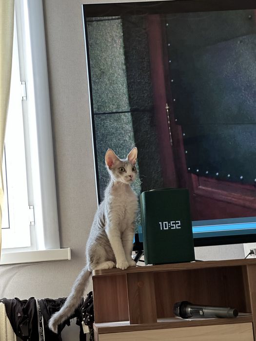 Отдам кошку в хорошие руки