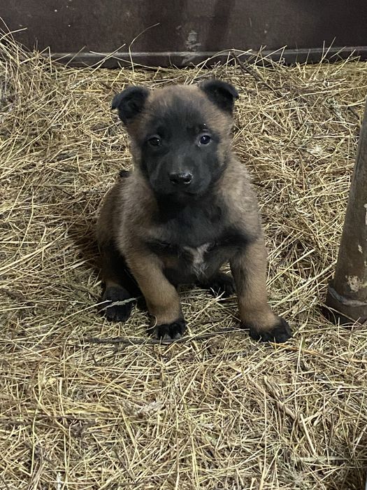 Кутята белгиской овчарки