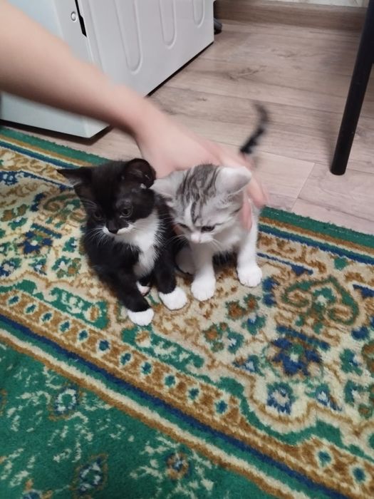Котята в хорошие руки