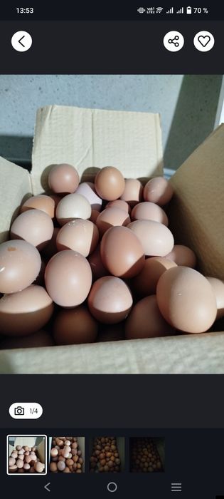 Куры Ломан Браун курица