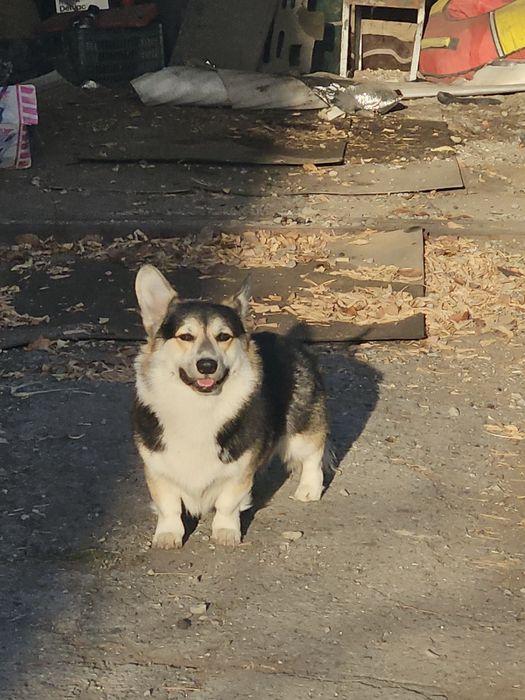 Вязка чистокровный корги