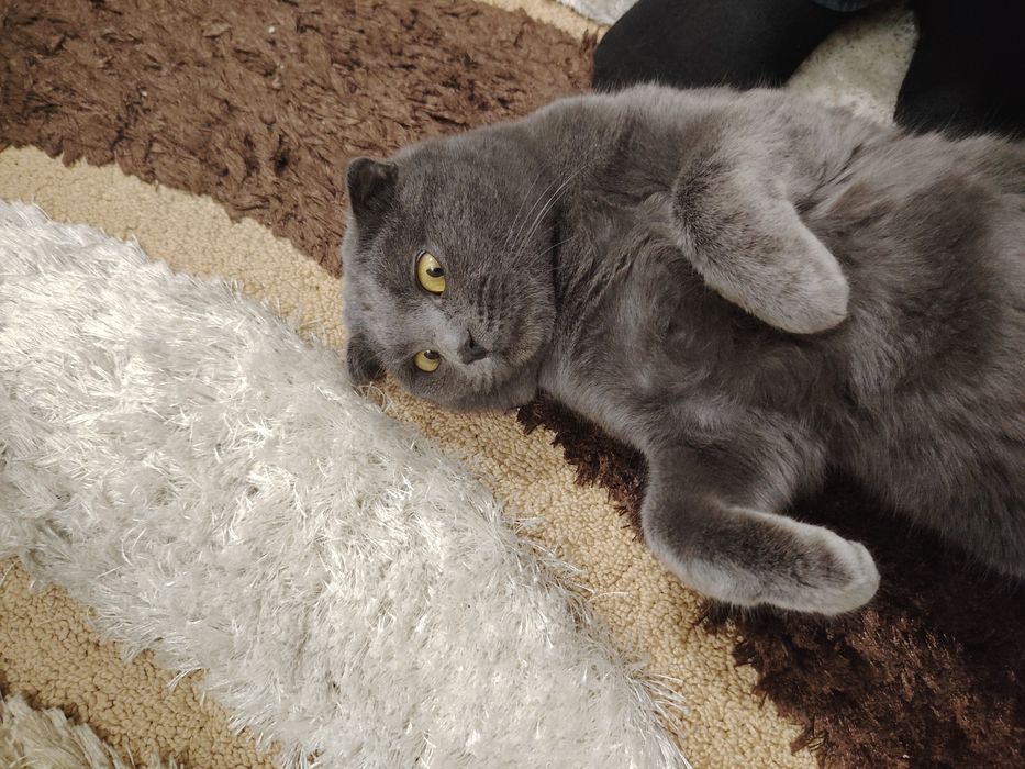 Мушук сотилади фолд