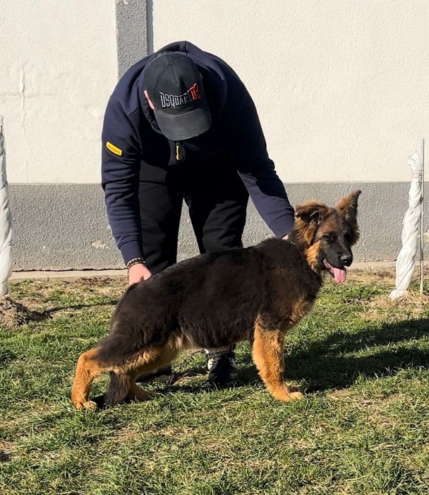 Fetiță  ciobanesc german