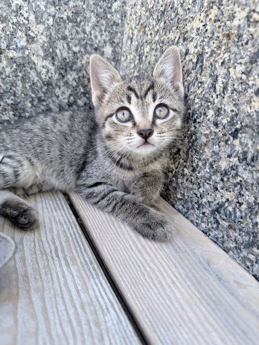 Котята в добрые руки!