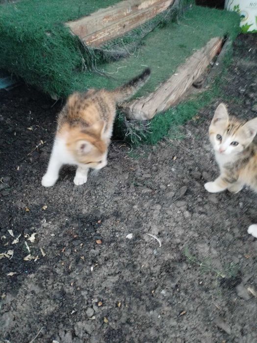 Срочно  Отдам котят