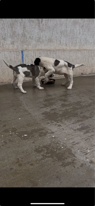 Күшік линия Қарабас 2ай