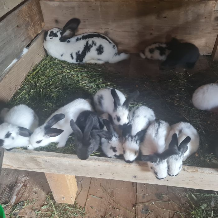 Iepuri pestriț German