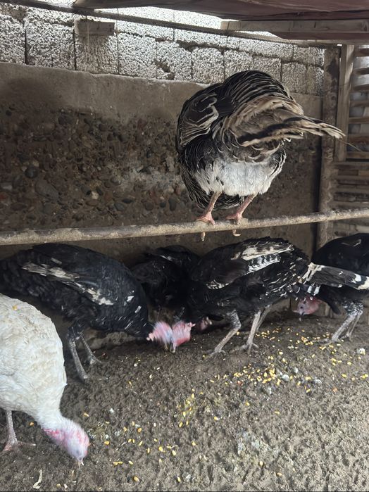 Хороз куркалар