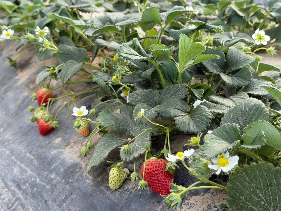 Qulupnay dehqonchilik