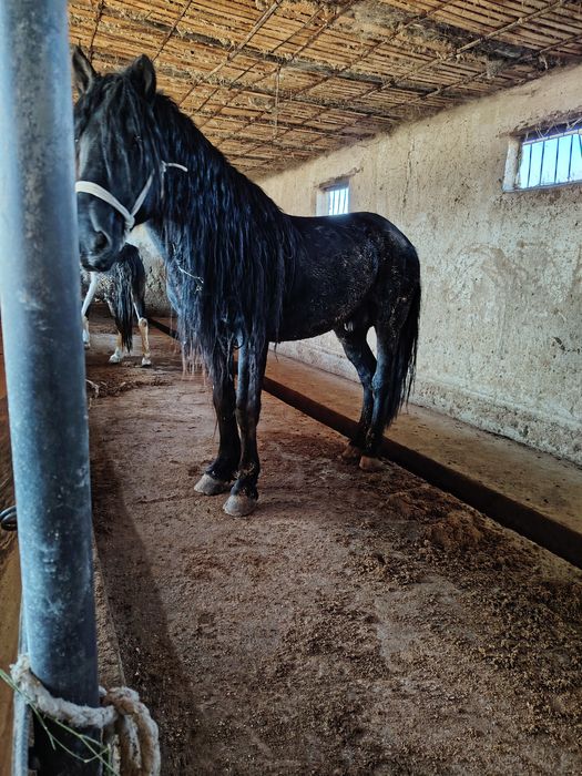 Айғыр үйір Айғыр