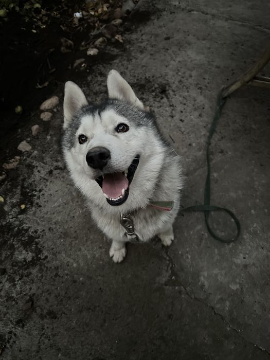 Продам хаски;мальчик