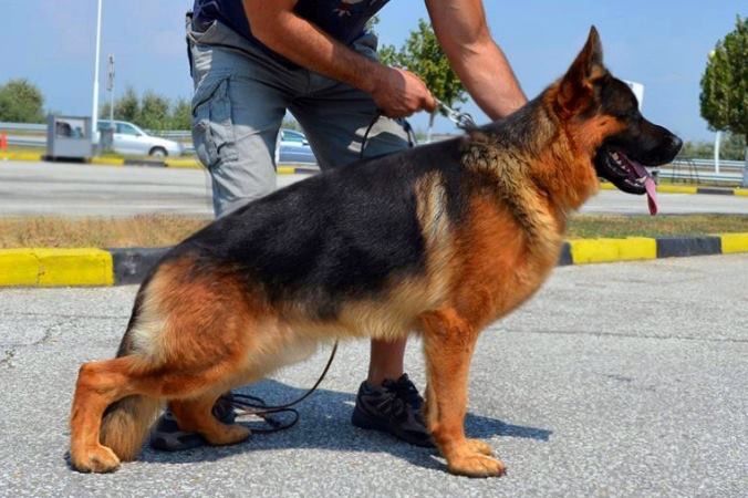 Родословни Немски Овчарки