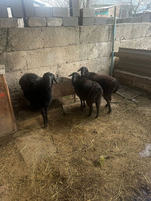 1 қошкар 2 ұрғашы сатылады