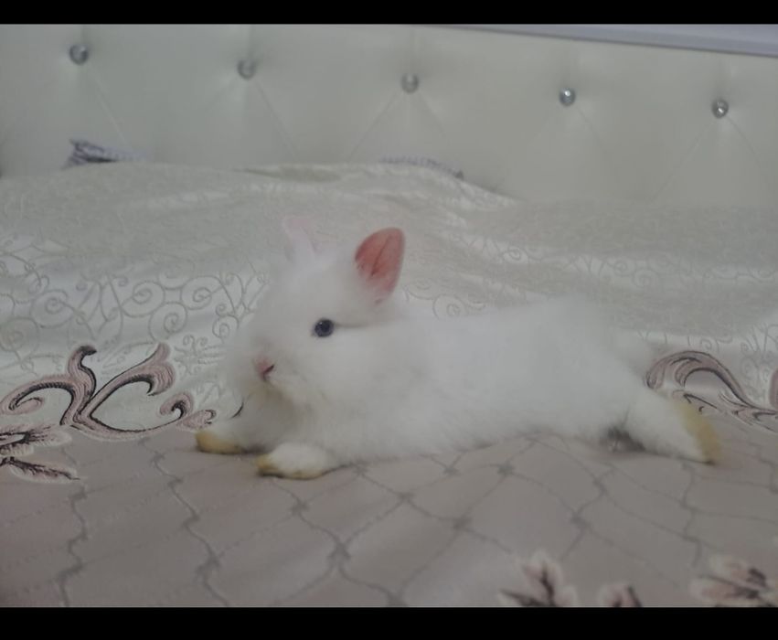 декоротивный кролик