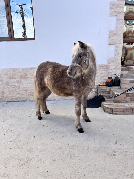 Ponei deosebit pasaport pedigree