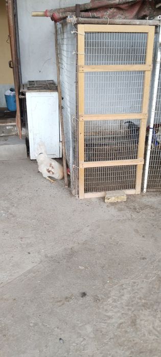 Петух хороший, большие  10 шт