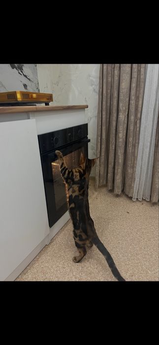 Бенгальский кот, 7-8 месяцев, мальчик