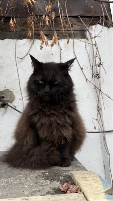 Ищу стрых или новых хозяев