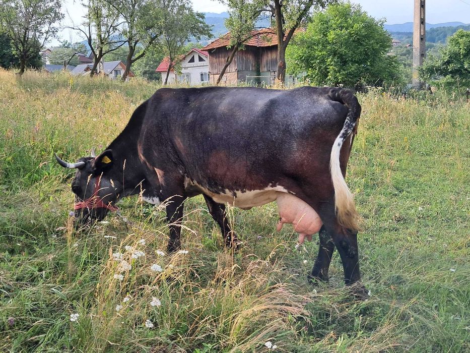Vaca de  vânzare