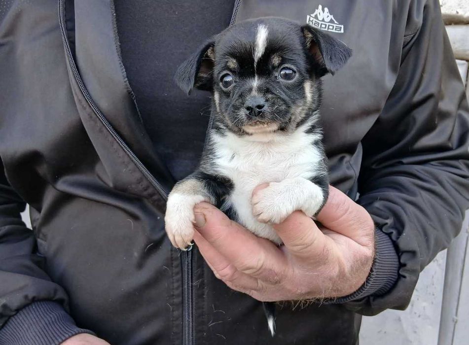 Чихуахуа кученца мъжки и женски