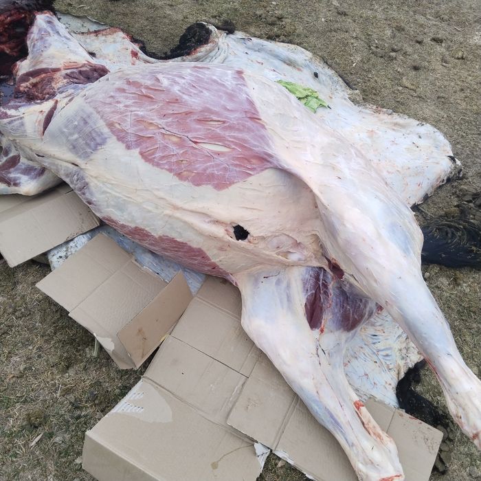 Жылқы соғымға 3000 тг кг