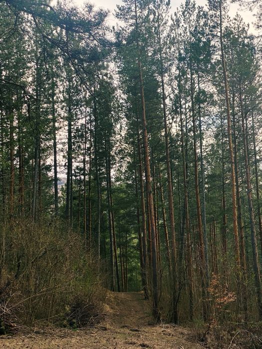 Pădure Pin Roșu | Geoparcul UNESCO Ținutul Buzăului