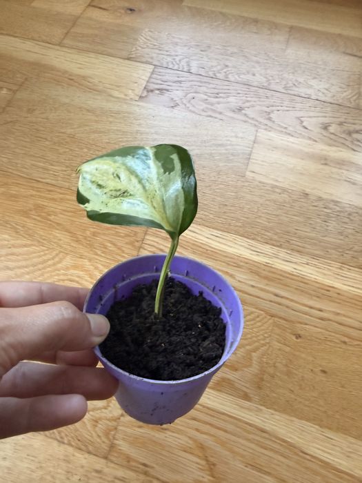 Epipremnum aureum – вариегатен