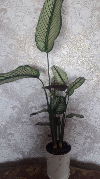 Продам цветы комнатные