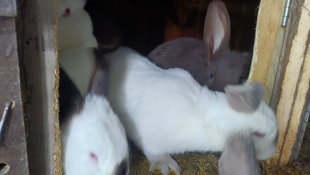 Продам кролов,кролих.