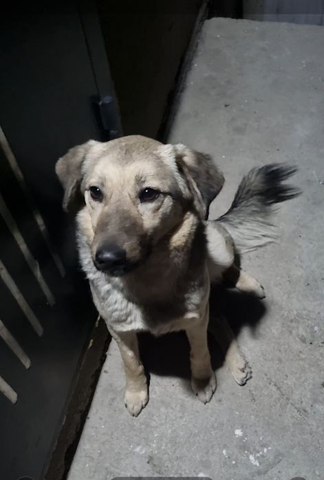 Ника ищет дом. Доставлю!