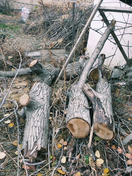 O'tin  bor yong'oq daraxtniki
