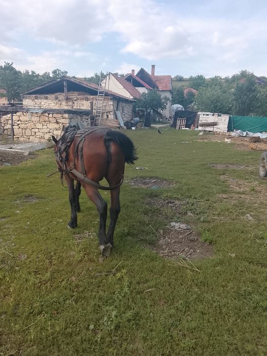 Vând sau schimb iapa