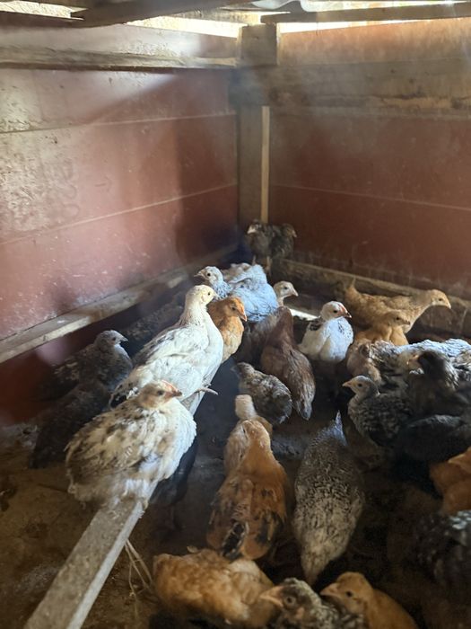 Балапандар сатылады