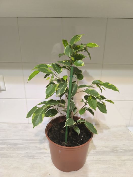 Фикус Бенджаминова