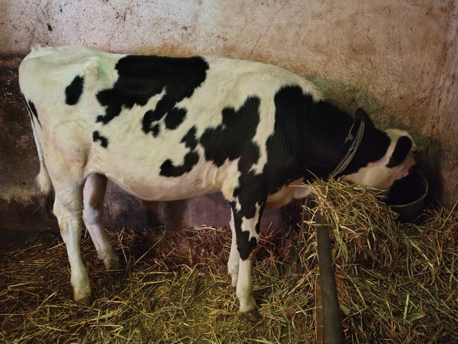 Junica de prăsilă.