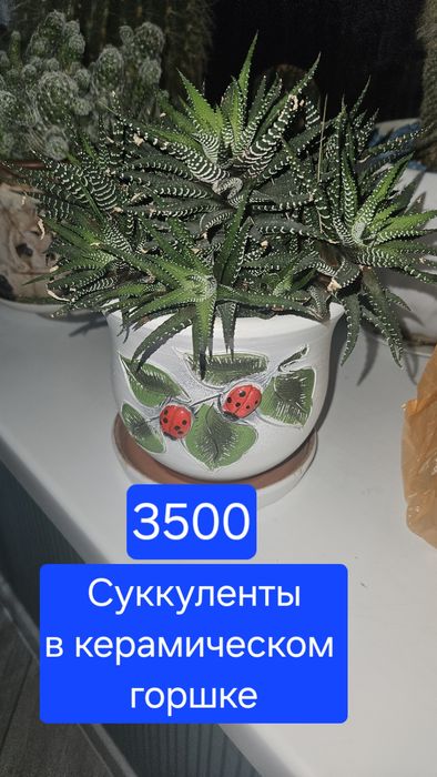 Комнатные цветы..