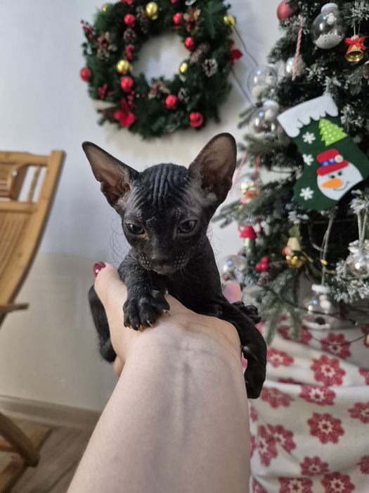 Котёнок донского сфинкса