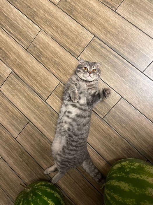 вязка кошки