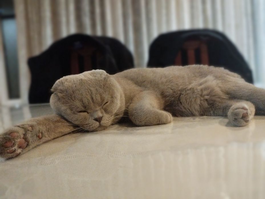 Scottish fold mushuk