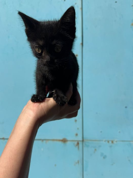 Отдам котят в хорошие руки