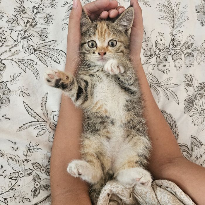 Трехцветный котенок