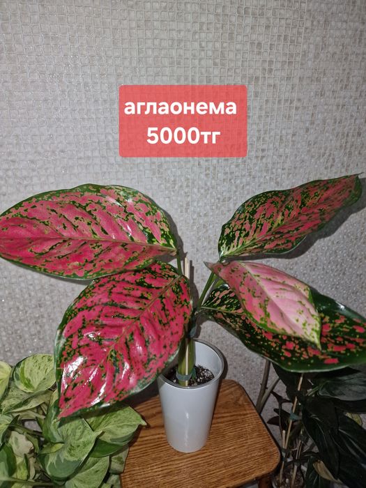 Продам комнатные растения