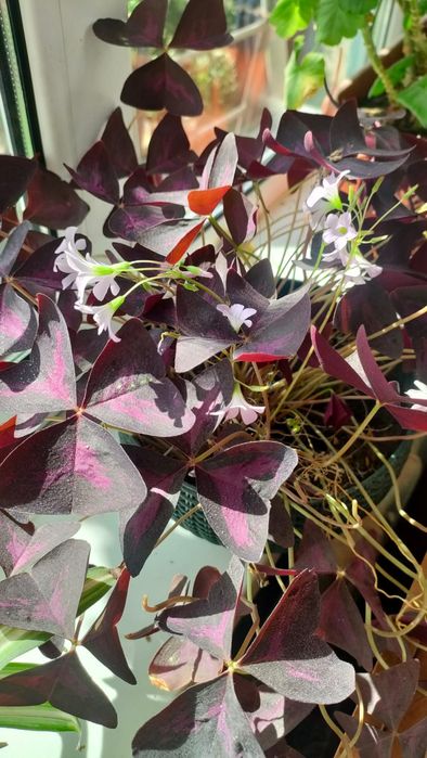 Цветок "Кислица"